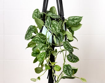 Scindapsus Pictus Houseplant | Satin Pothos | Trailing Houseplant | Vine Plant Ideal for Macrame Hanger | Housewarming Gift