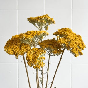 Bouquet d'Achillea séché | Fleurs séchées éternelles | Tiges de fleurs jaunes stabilisées pour la composition florale et l'artisanat