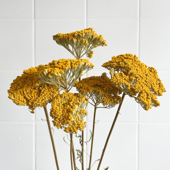 Dried Achillea Bunch Everlasting Dried Flowers Yellow Preserved Flower Stems  for Flower Arranging and Crafts 