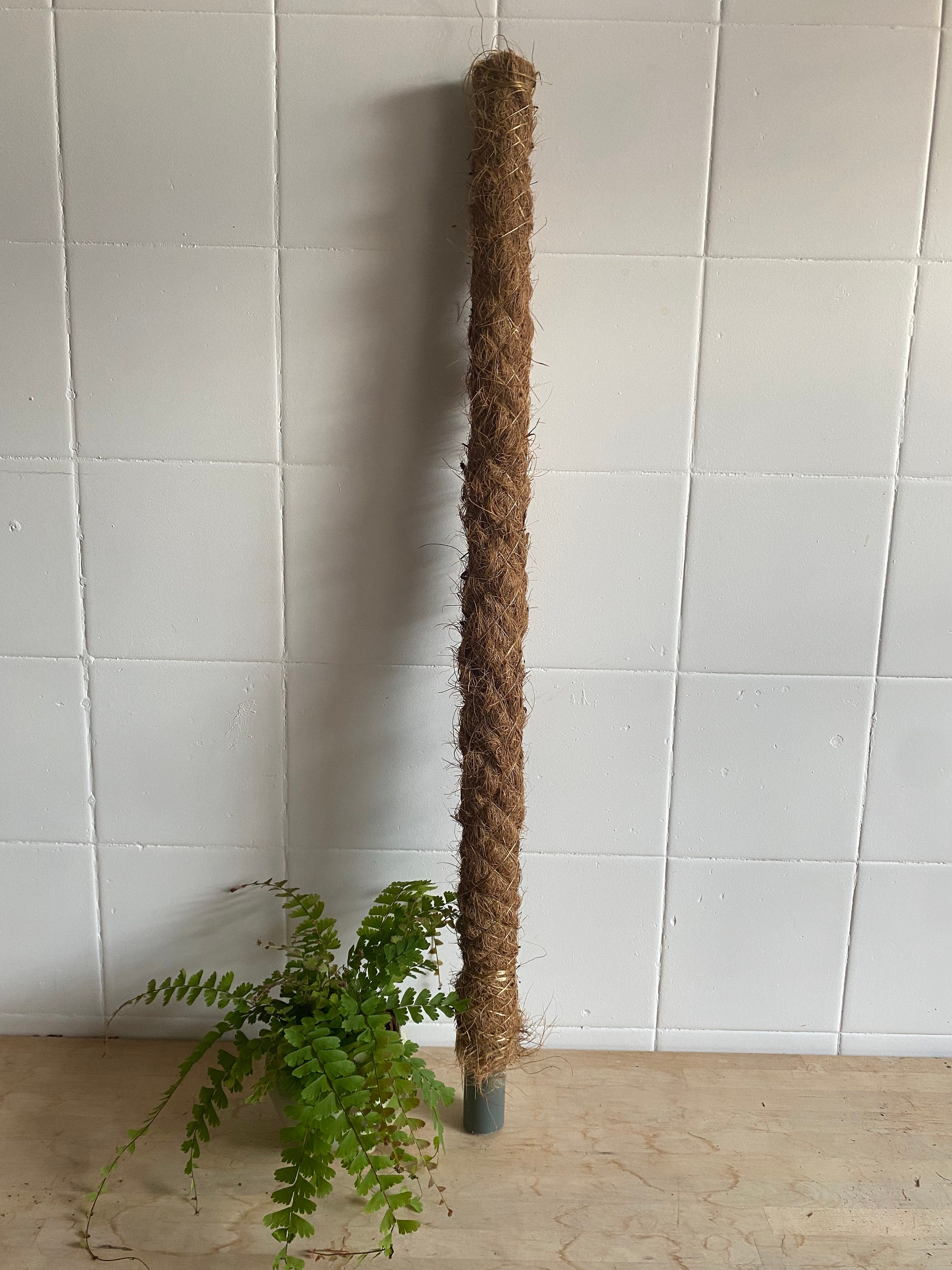 Moss Pole Monstera Pole Coir Pole Support for Climbing Etsy UK
