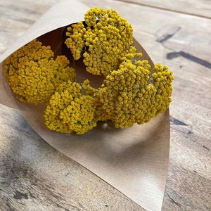 Dried Achillea Bunch Everlasting Dried Flowers Yellow Preserved Flower Stems for Flower Arranging and Crafts image 2