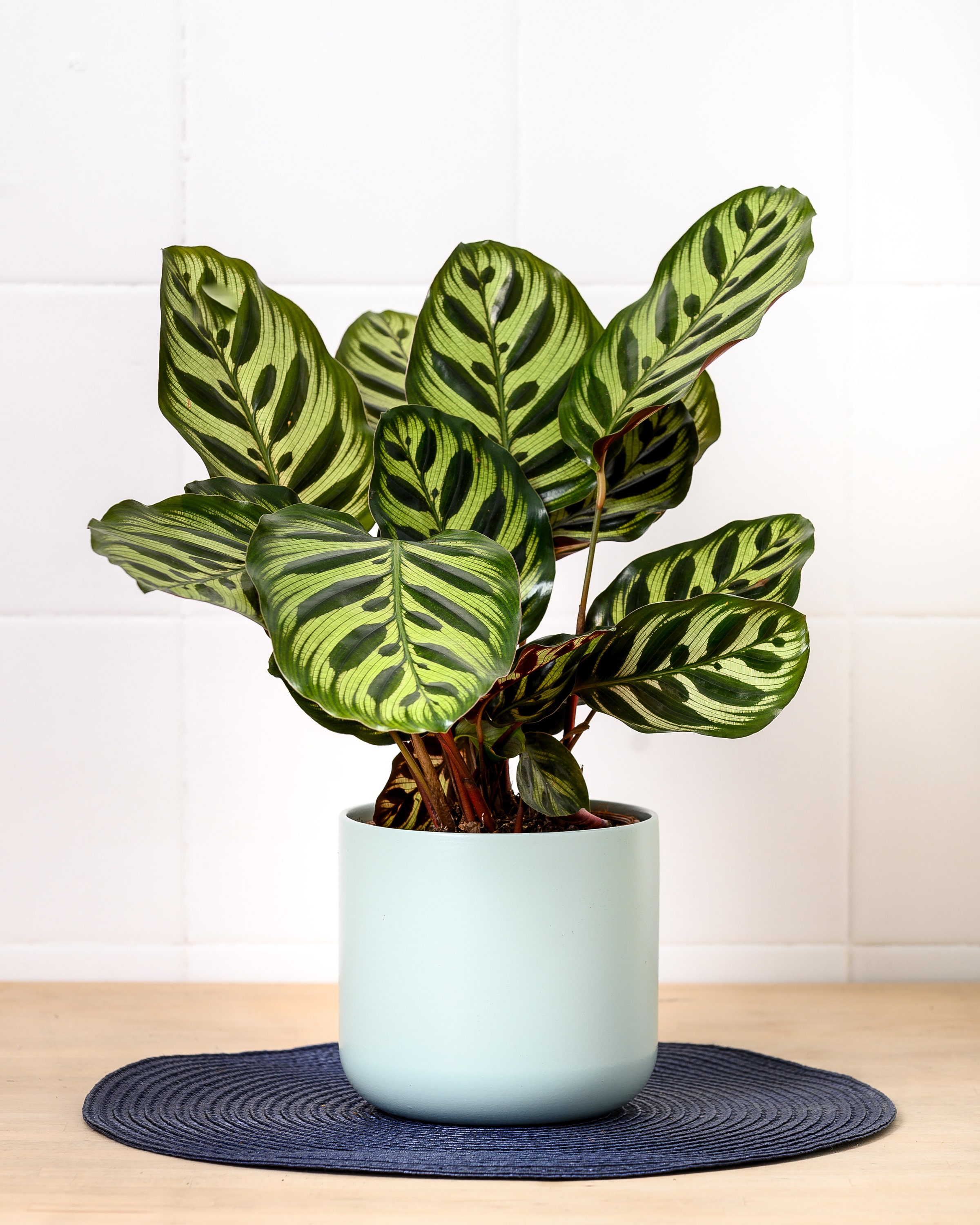 Are Prayer Plants Safe For Dogs