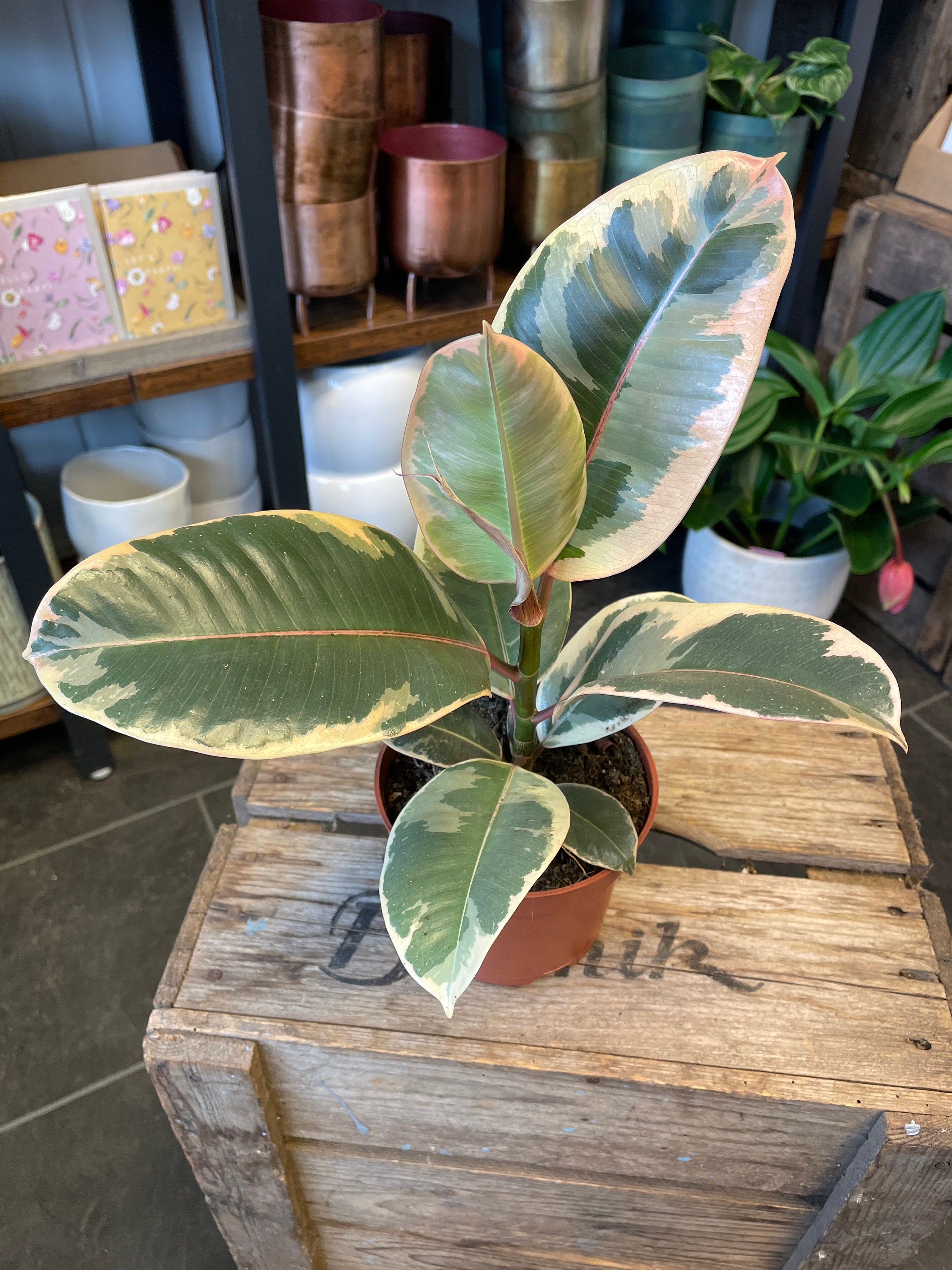 Rubber Plant Tineke Etsy