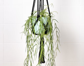 Hoya linearis Trailing Houseplant | String of Needles | Plant for Macrame Hanger | Housewarming Gift