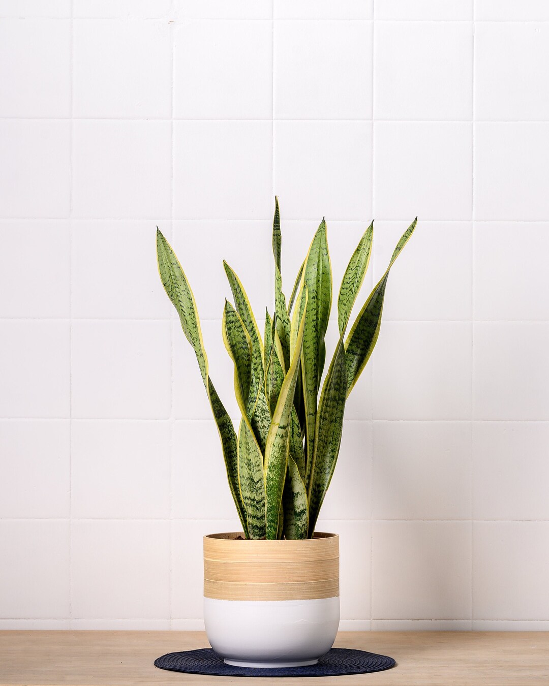 Sansevieria Snake Plant Air Purifying Houseplant Housewarming Plant Mother in Law's Tongue 9