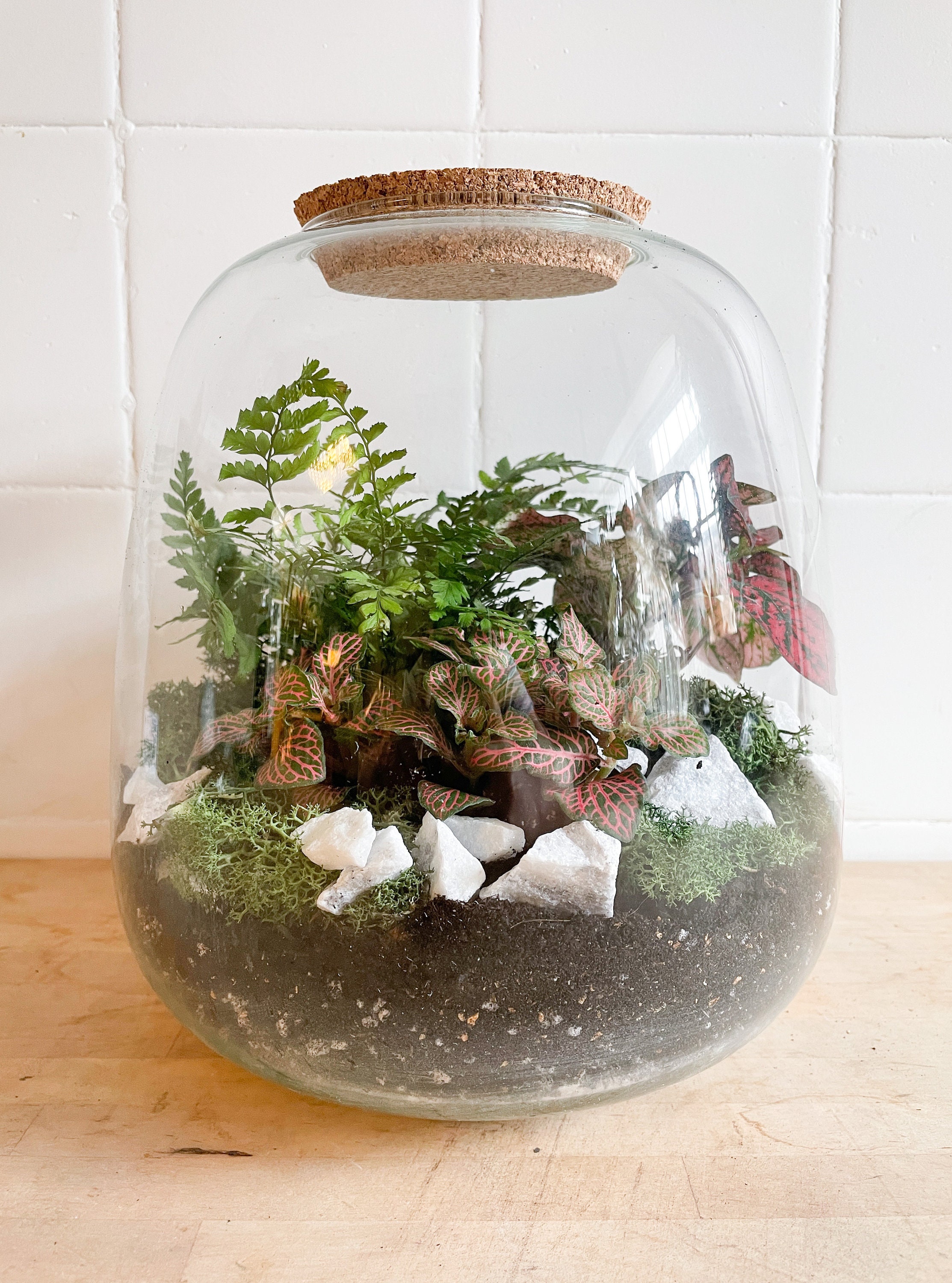 Build Your Own Terrarium Kit Closed Terrarium Make at Home Etsy UK