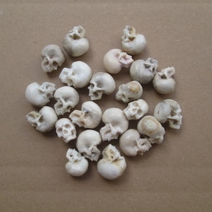1 set = 5 pcs (12-15 mm high) Skull Cabochon Hand Carved, Deer Horn Bali Bone Carving  SKL01