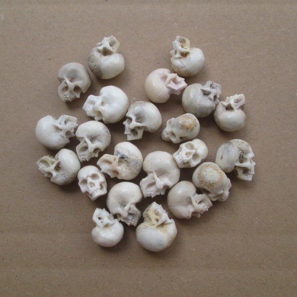 Handgeschnitzte Hirschhorn Schädel Cabochons, Bali Knochen Schnitzerei (12-15 mm, 1 set = 5 Stück) SKL01