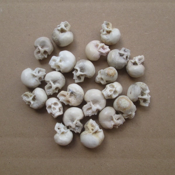 1 lot = 5 pcs (12-15 mm de haut) cabochon de perles tête de mort sculpté à la main, sculpture sur os de corne de cerf de Bali SKL01