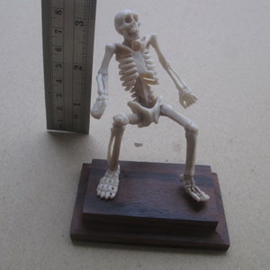 Skeleton Carved Antler, Deer Horn Bali Bone Carving Figure / Statue ST02050323