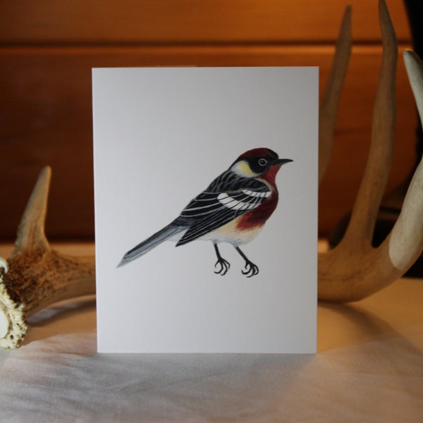Blank Bird Greeting Card, Bay-breasted Warbler Card, Cards for Birders, Birdwatcher Gift, Watercolor Bird Card, Holiday Bird Card