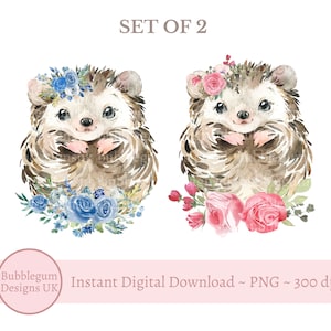 2 x bebê ouriço floral PNG, design de sublimação de ouriço fofo, design de cartão de aniversário de ouriço, rosa, azul, download digital instantâneo