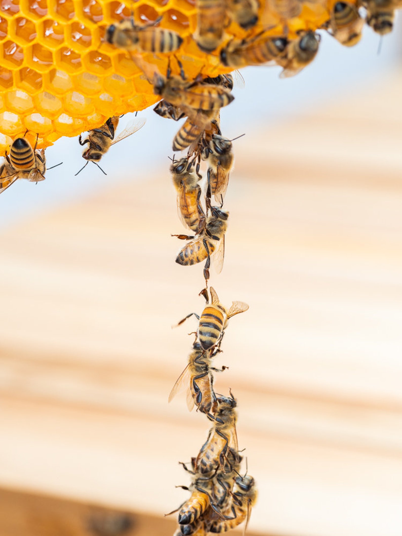 Original Bee Print Honeybee Festoon 8x10 Etsy