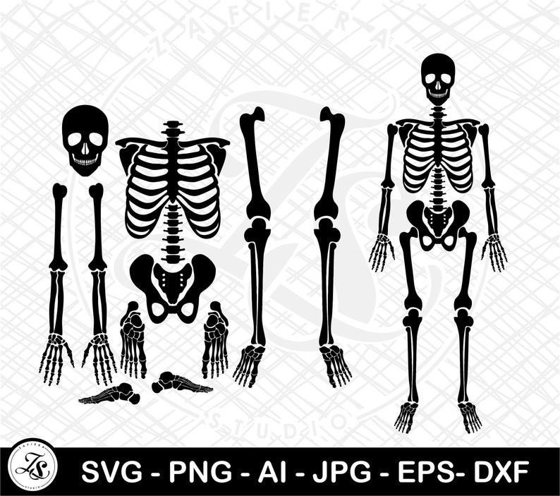 Puede incluir: Silueta en blanco y negro de un esqueleto con cr&aacute;neo, caja tor&aacute;cica, pelvis, brazos y piernas. El esqueleto est&aacute; separado en piezas individuales, incluyendo el cr&aacute;neo, la caja tor&aacute;cica, la pelvis, los brazos y las piernas. El esqueleto est&aacute; en posici&oacute;n de pie.