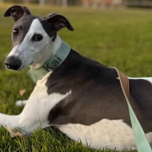 whippet wearing personalised green name dog collar and leash