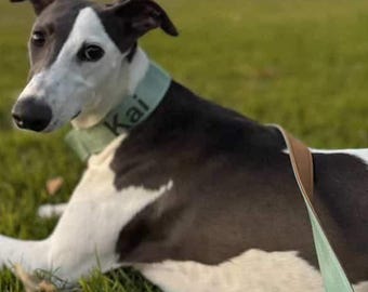 Martingale Dog Collar: Sage Green with Padding and Solid Brass (Personalized Name optional)