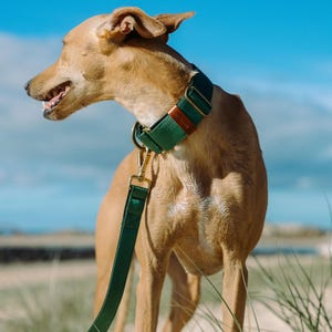 Pu&ograve; includere: Un collare per cani verde scuro e un guinzaglio abbinato con finiture in metallo dorato e dettagli in pelle marrone. Il collare &egrave; largo e regolabile, fissato con una fibbia in metallo, mentre il guinzaglio si aggancia a un robusto anello a D.