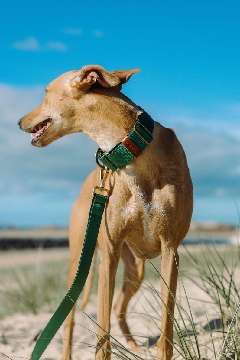 Pu&ograve; includere: Un collare per cani verde scuro e un guinzaglio abbinato con finiture in metallo dorato e dettagli in pelle marrone. Il collare &egrave; largo e regolabile, fissato con una fibbia in metallo, mentre il guinzaglio si aggancia a un robusto anello a D.