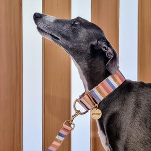 Martingale Dog Collar: Striped with soft padding