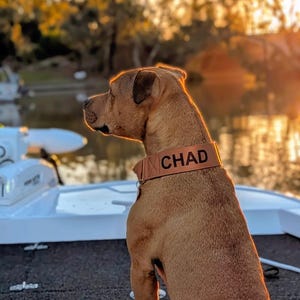 May include: A tan dog wearing a brown collar with the name CHAD printed in black capital letters. The dog is positioned in profile, facing left, with a metallic D-ring visible on the collar strap. The collar features visible stitching.