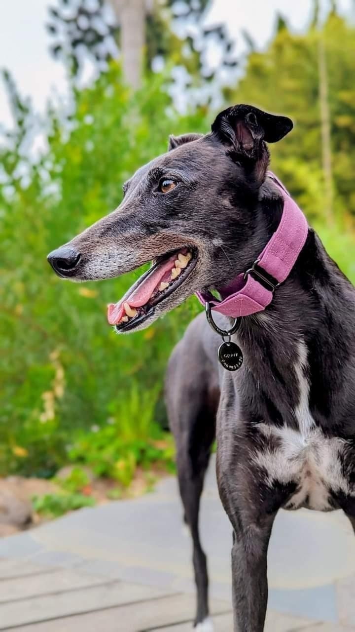 Huggable top hounds etsy
