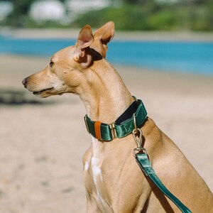 Pu&ograve; includere: Un cane color marrone chiaro indossa un ampio collare verde scuro con fodera nera, finiture in metallo color ottone e una piccola etichetta in pelle marrone. Un guinzaglio verde scuro abbinato con un gancio color ottone &egrave; fissato all'anello.