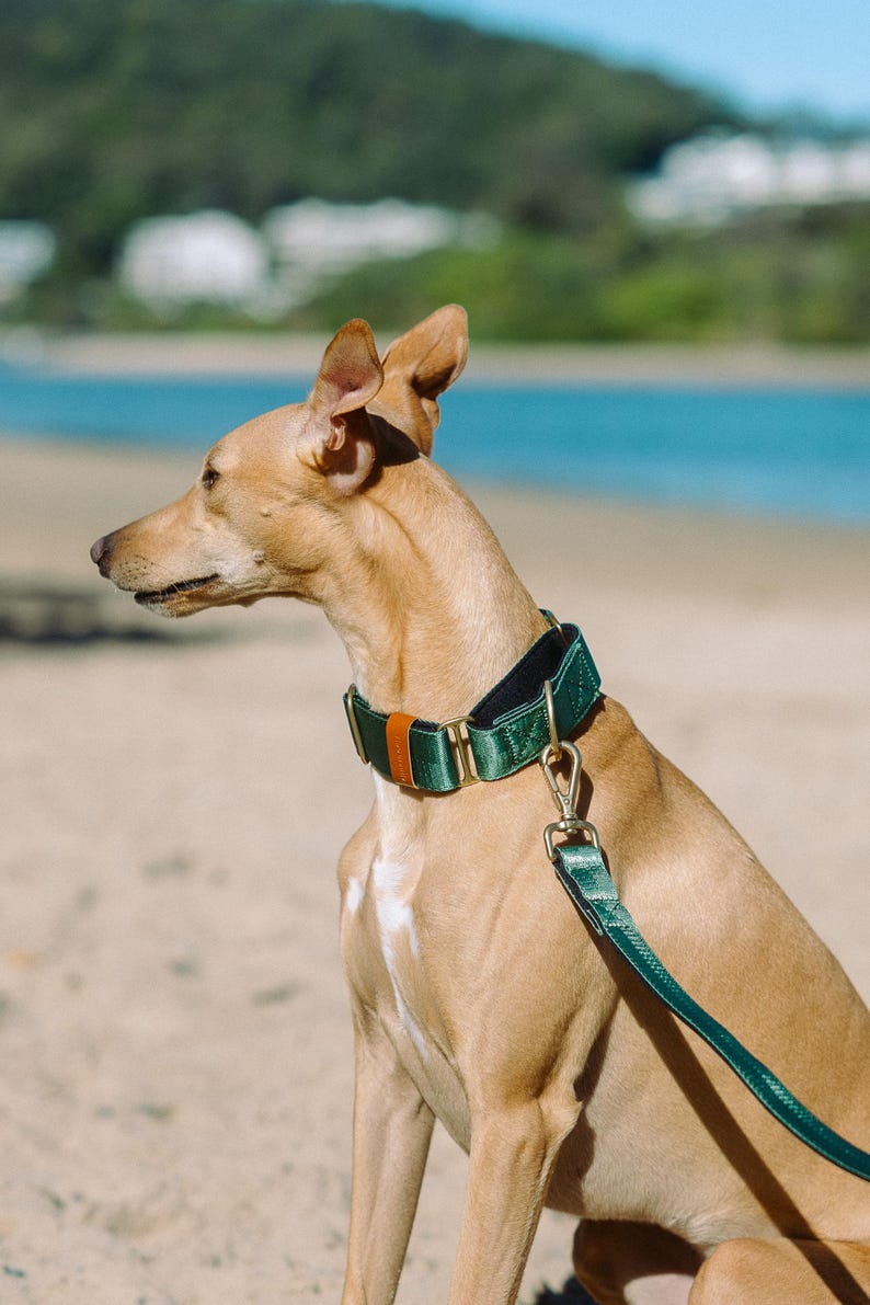 Pu&ograve; includere: Un cane color marrone chiaro indossa un ampio collare verde scuro con fodera nera, finiture in metallo color ottone e una piccola etichetta in pelle marrone. Un guinzaglio verde scuro abbinato con un gancio color ottone &egrave; fissato all'anello.