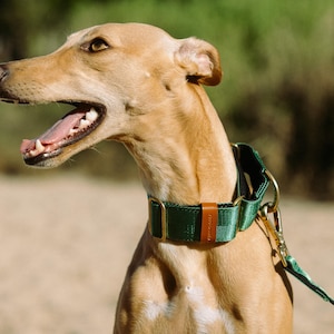 Pu&ograve; includere: Un cane color marrone chiaro indossa un ampio collare in nylon verde scuro con finiture in metallo color ottone e una piccola linguetta decorativa in similpelle marrone. Il collare &egrave; fissato a un guinzaglio verde abbinato con un moschettone.