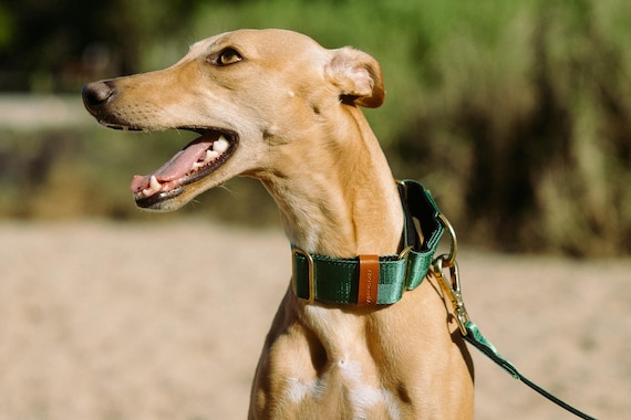 Green Martingale Dog Collar: Personalised, Padded, Brass Hardware