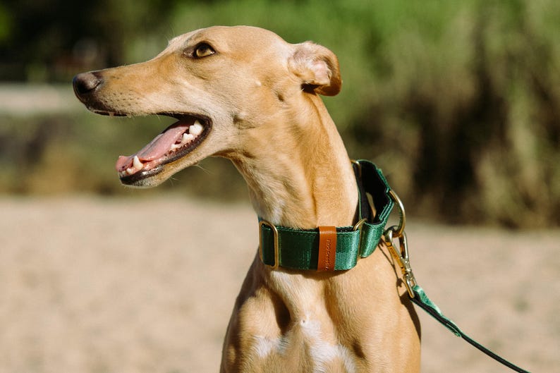 Pu&ograve; includere: Un cane color marrone chiaro indossa un ampio collare in nylon verde scuro con finiture in metallo color ottone e una piccola linguetta decorativa in similpelle marrone. Il collare &egrave; fissato a un guinzaglio verde abbinato con un moschettone.