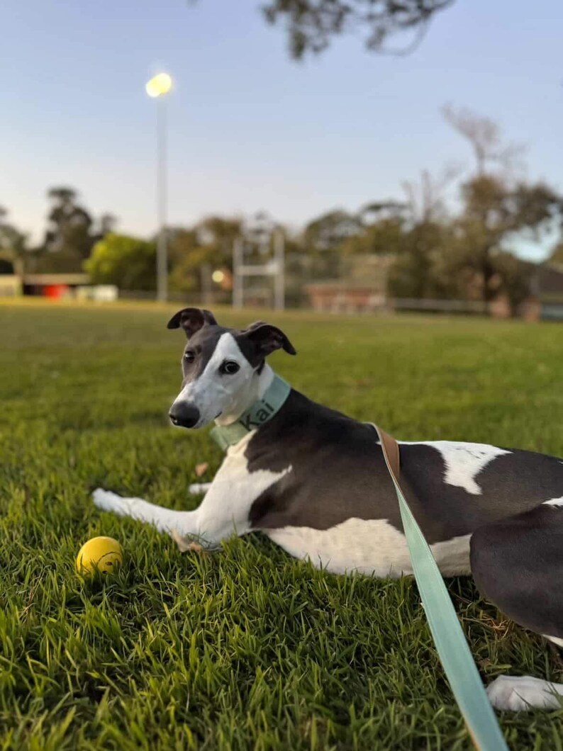 whippet wearing personalised green name dog collar and leash