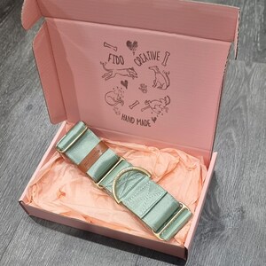 green and gold dog collar in box