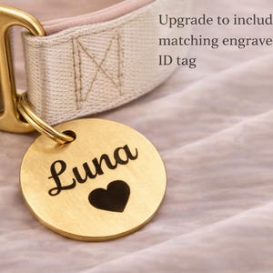 engraved identification tag on dog collar