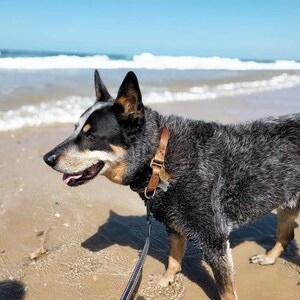 blue healer collar