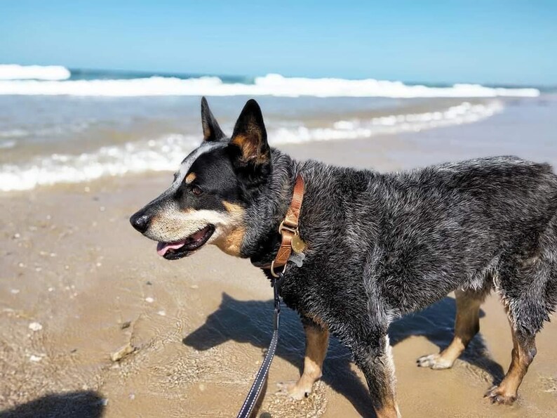 blue healer collar