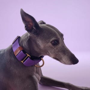 A greyhound dog wearing a purple martingale collar is sitting on a royal purple background.