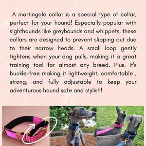 The image is a collage of three photographs depicting a martingale collar for hounds. The collage showcases the collar in different settings, highlighting its unique features and design.