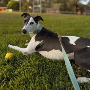 whippet wearing a name dog collar