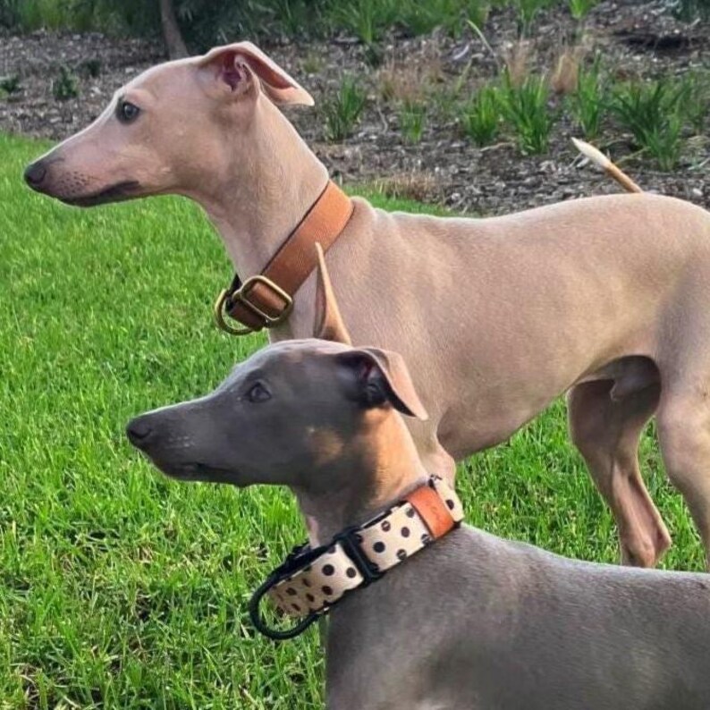 Italian Greyhound collars