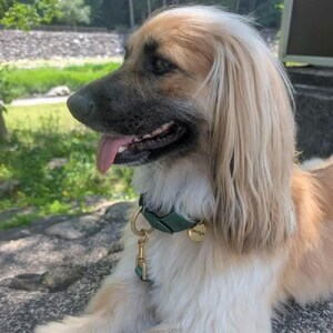 dog wearing beautiful green dog collar and leash