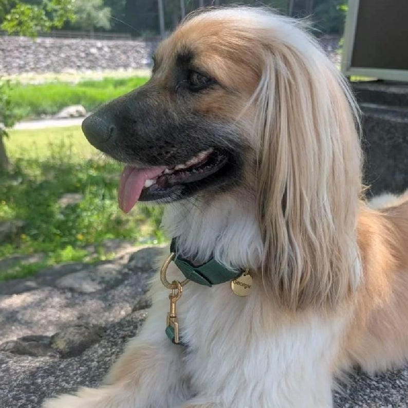 dog wearing beautiful green dog collar and leash