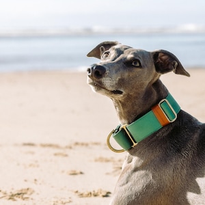 Pu&ograve; includere: Un ampio collare per cani color verde acqua con un inserto in pelle marrone, finiture in metallo dorato e un anello a D circolare. Il collare &egrave; realizzato in tessuto resistente e include una fibbia scorrevole regolabile.