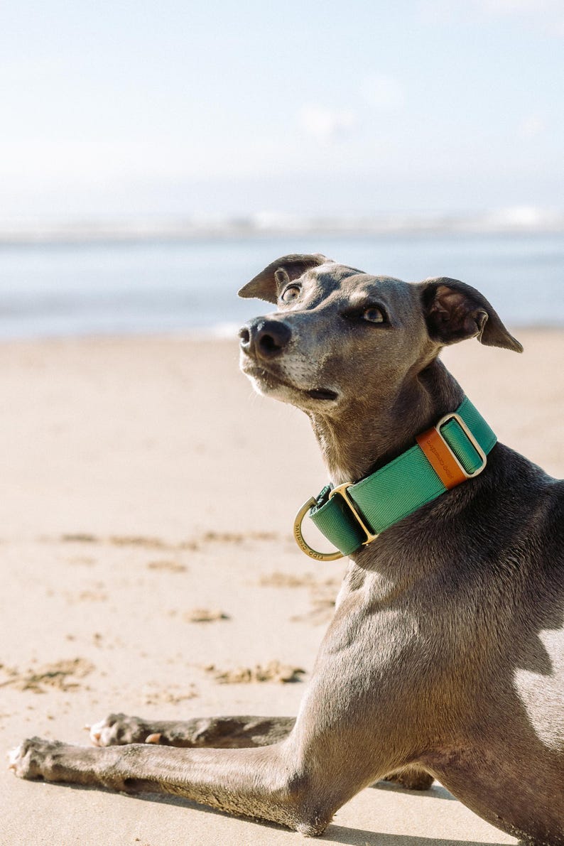 Pu&ograve; includere: Un ampio collare per cani color verde acqua con un inserto in pelle marrone, finiture in metallo dorato e un anello a D circolare. Il collare &egrave; realizzato in tessuto resistente e include una fibbia scorrevole regolabile.