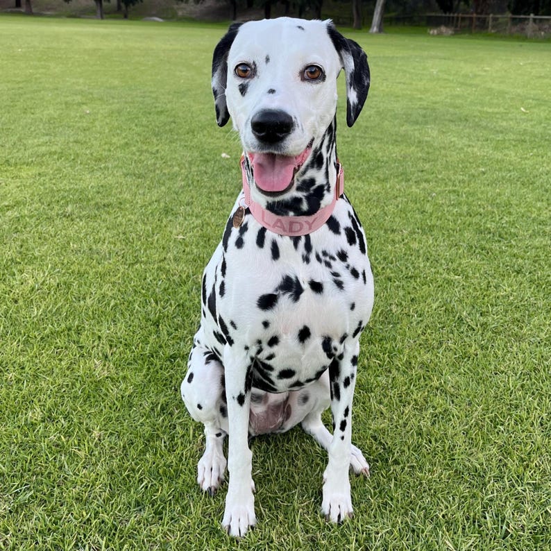 dalmatian wearing a pink personalised Martingale Dog collar