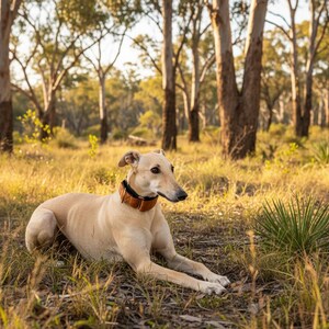 May include: A light tan Greyhound dog with a smooth coat lying down in a grassy field. The dog is wearing a wide, brown leather collar with visible stitching and a metal buckle, positioned around its neck while looking toward the right side.