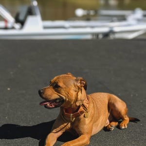 Tawny Brown Neoprene Padded Martingale Dog Collar: Solid Brass Hardware and optional personalisation image 4