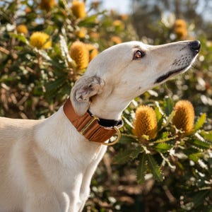 May include: A light tan dog wearing a wide, brown leather collar with gold-toned metal hardware, including a D-ring for a leash attachment. The collar features visible stitching along the edges and a secure buckle mechanism around the neck.