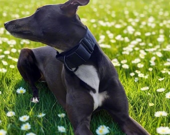 Padded Black Martingale Dog Collar: Greyhound & Whippet Training, Custom Widths