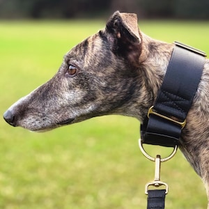 May include: A brindle greyhound wearing a wide black nylon collar with gold-toned metal hardware, including a D-ring and a matching black leash attached with a gold-toned swivel snap hook, shown in a side profile view against a blurred green background.