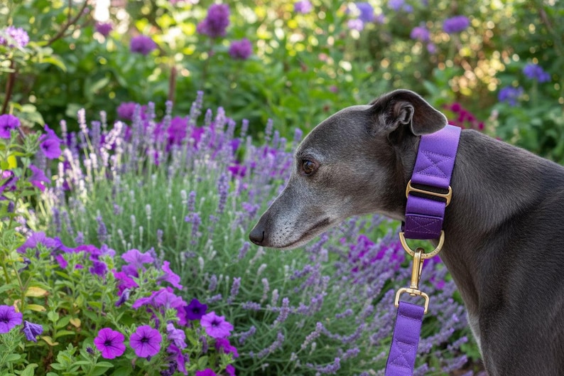whippet wearing purple martingale collar and leash walking in garden